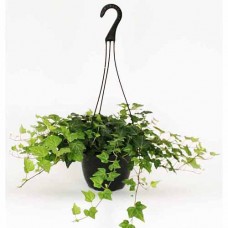 Ivy (Hedera helix) Easy To Grow Live House Plant from Delray Plants, 6-inch Hanging Basket   553137709